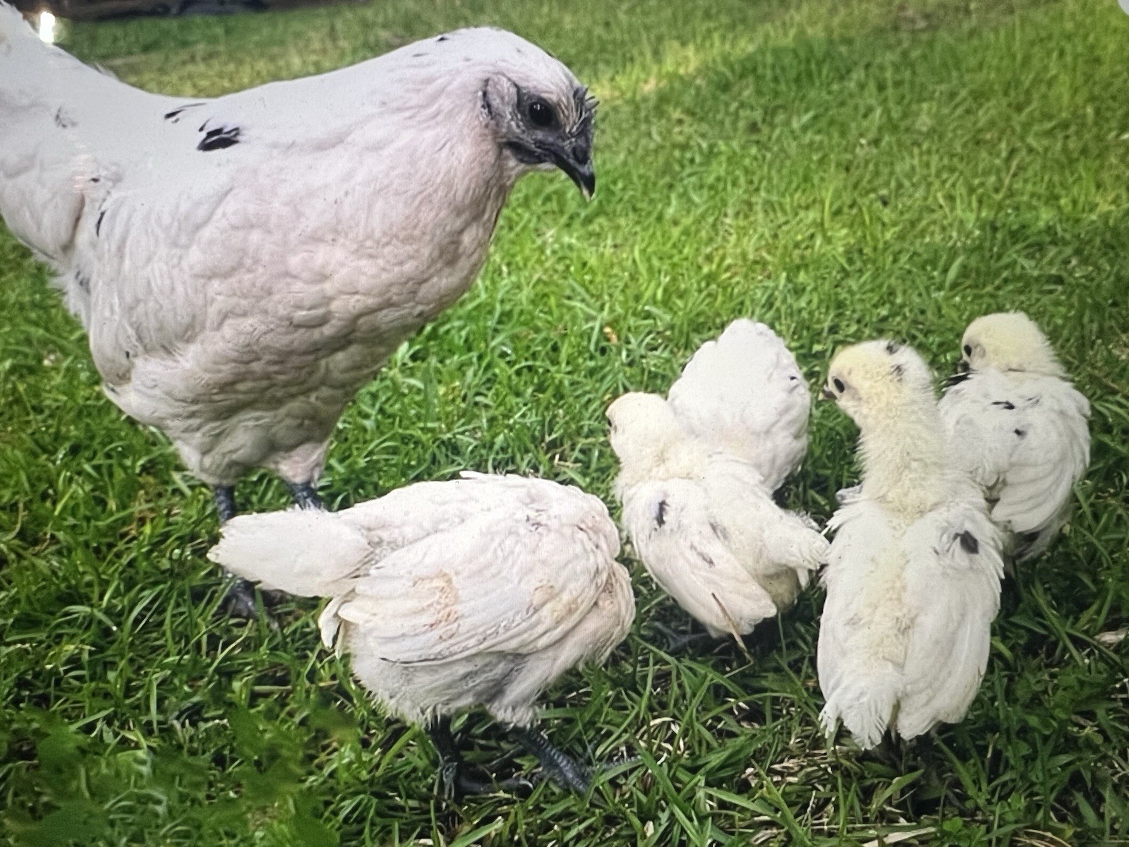 6 "ZOMBIE"   Organic Hatching Chicken Eggs.