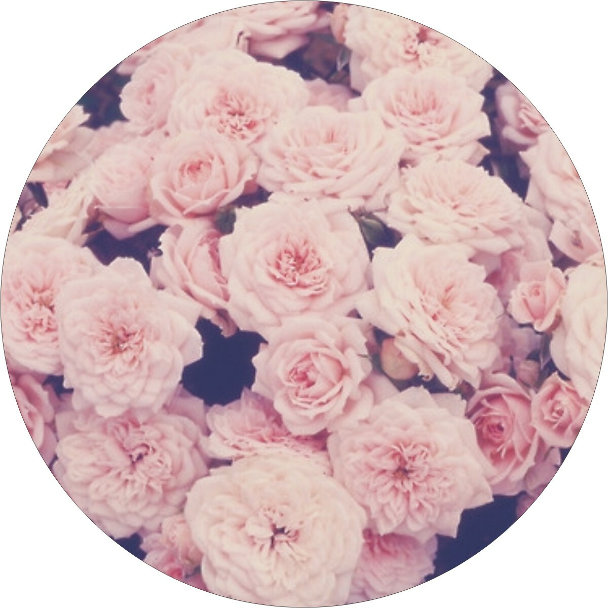 Pink Flowers Medicine Vitamin Compact Pill Box