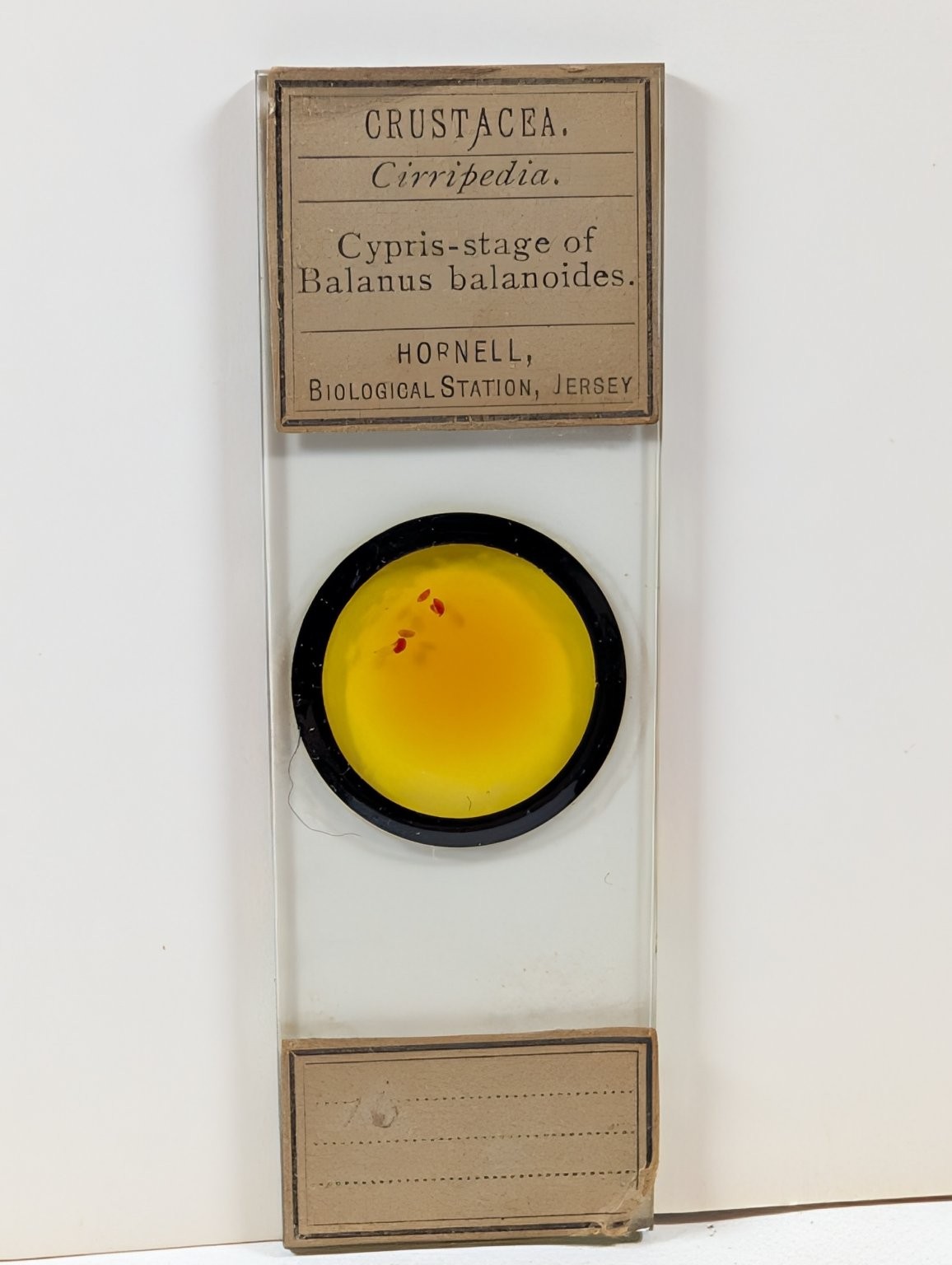 Antique Hornell Biological Station Microscope Slide Barnacle Larva Jersey