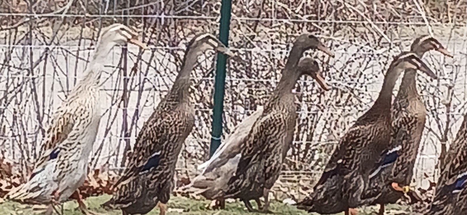 10+ Grey Runner Duck Hatching Eggs