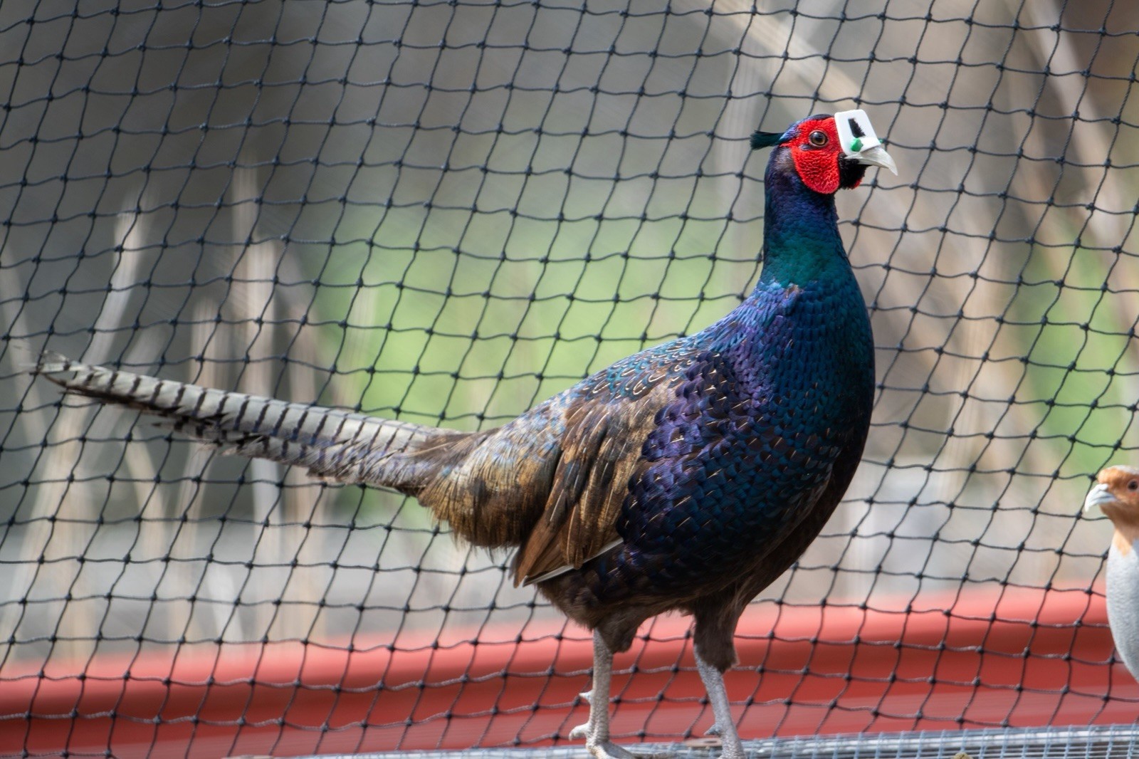 12+ Melanistic Mutant Pheasant Hatching Eggs
