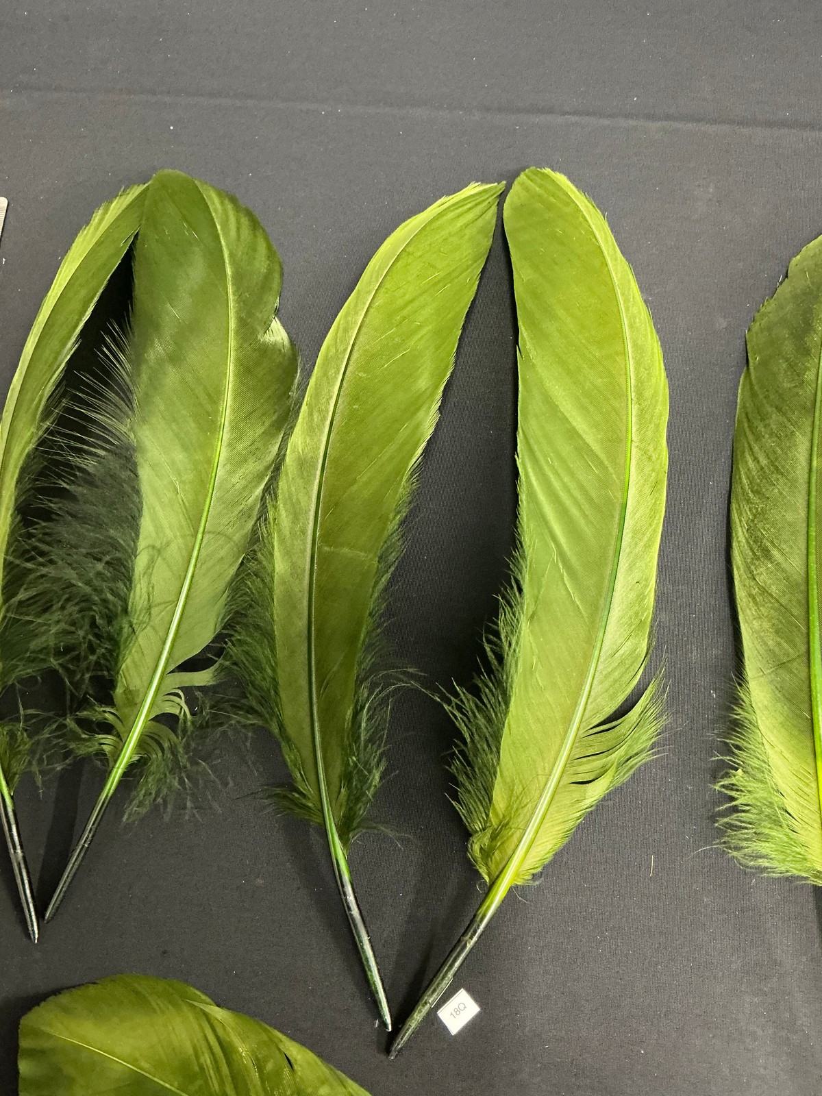 Large Dyed Swan Wing Feathers Forrest Green