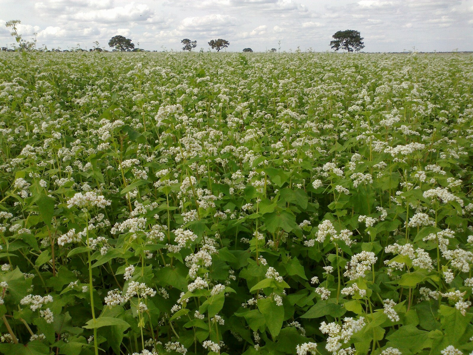 5 Lb Buckwheat SEED Forage Food Plot Bulk DEER Plot turkey attractant BIRDS NEW
