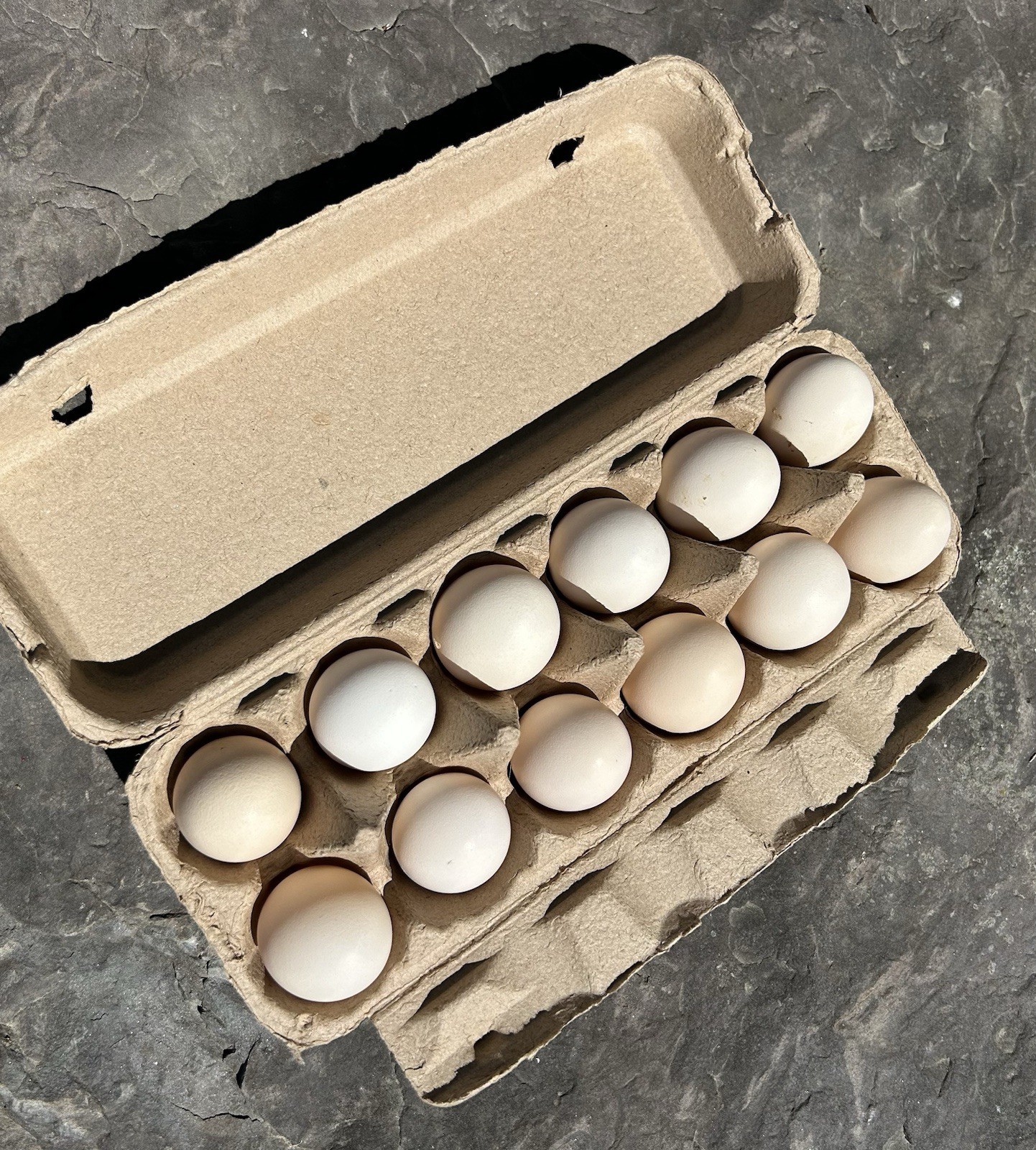 10+ Hatching Eggs Fertilized Silkie Eggs - Mixed Colorings Buff/White/Splash/Etc