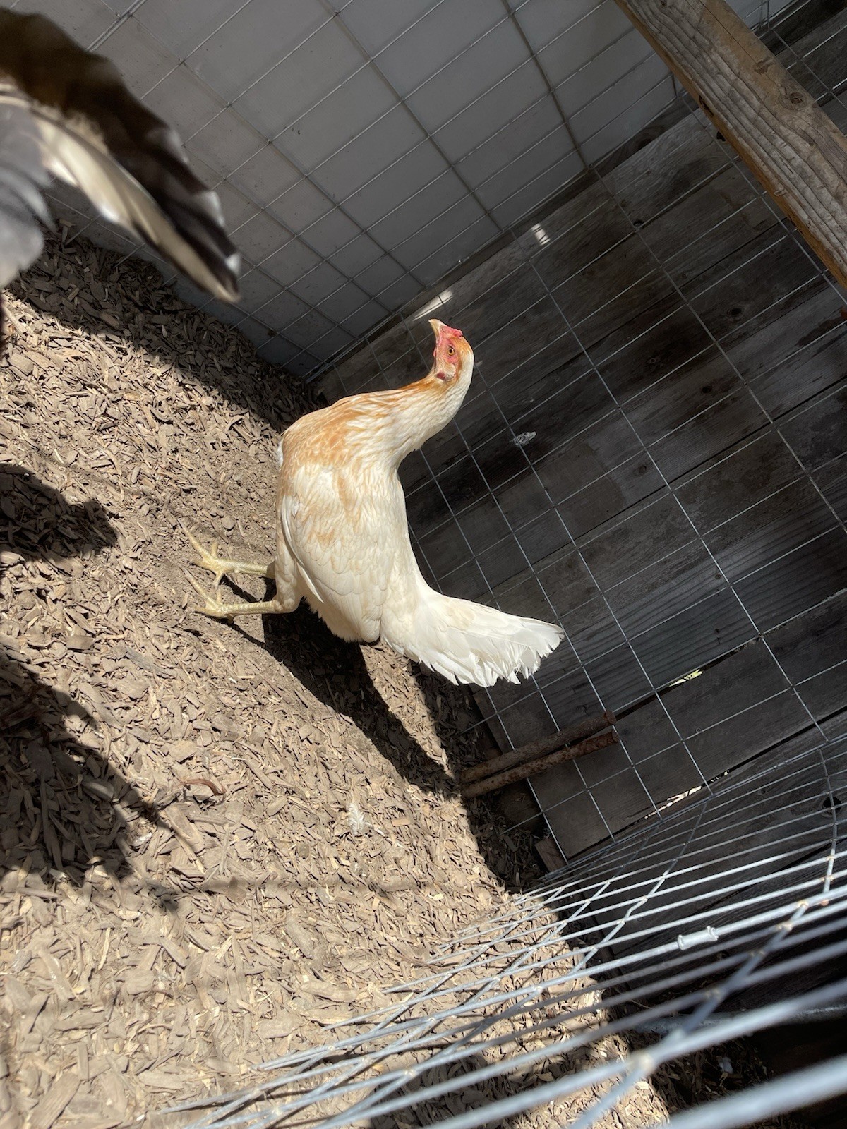 Chicken Hatching Eggs