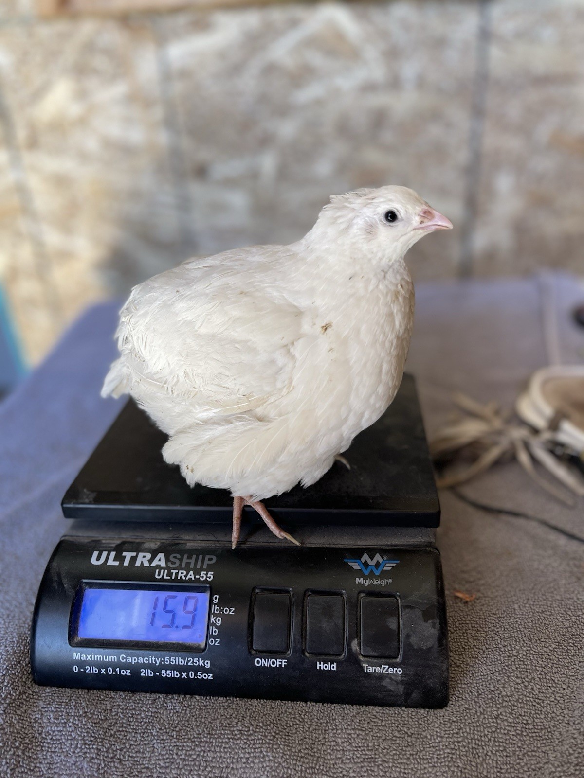 15+ Quail Hatching Eggs- Jumbo XXL White Coturnix