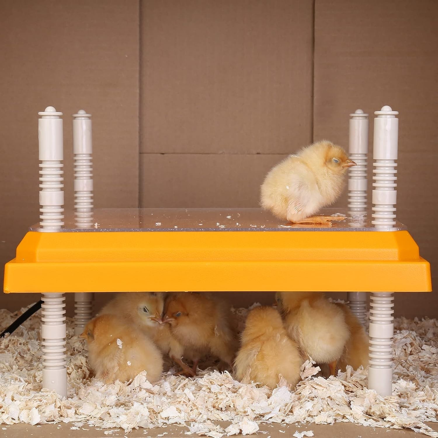 Electric Heating Plate for Chicks with Multiple Height Options and Insulation