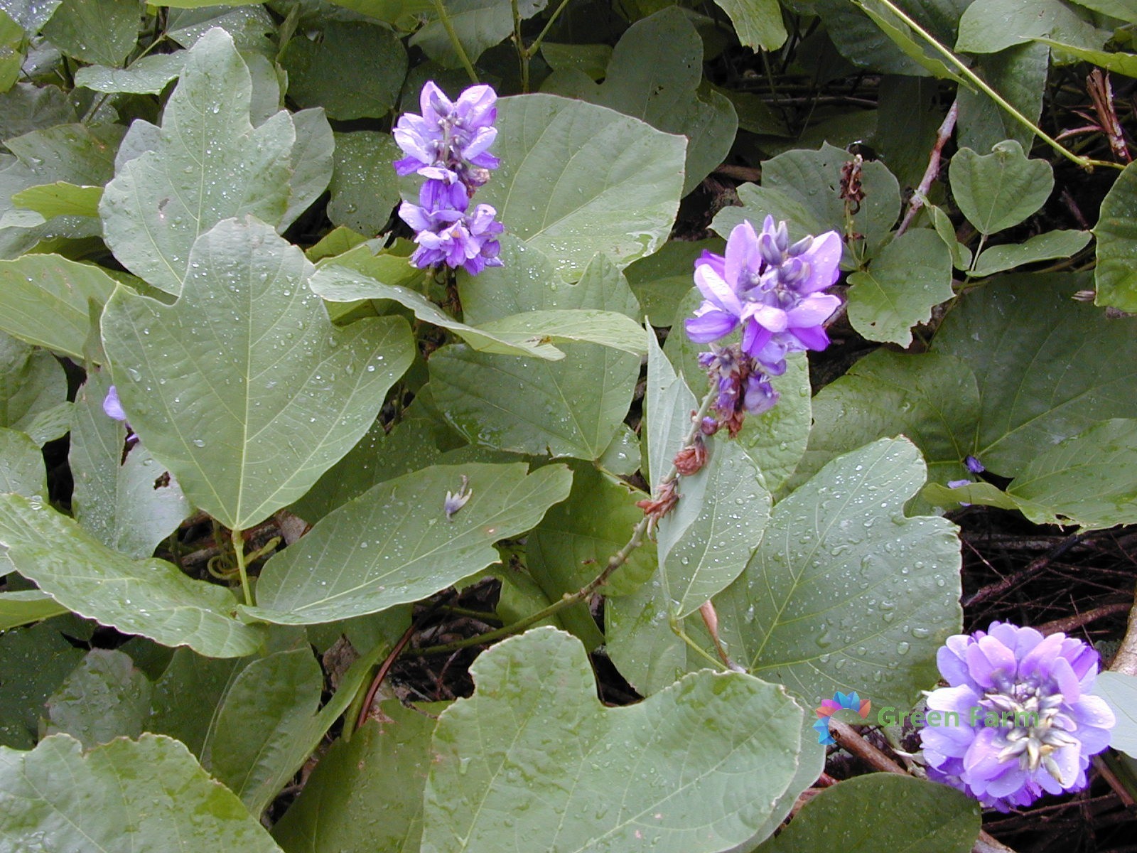 80 Seeds Pueraria Tuberosa Vidarikand Large Tuberous Roots Nepalese Indian Kudzu