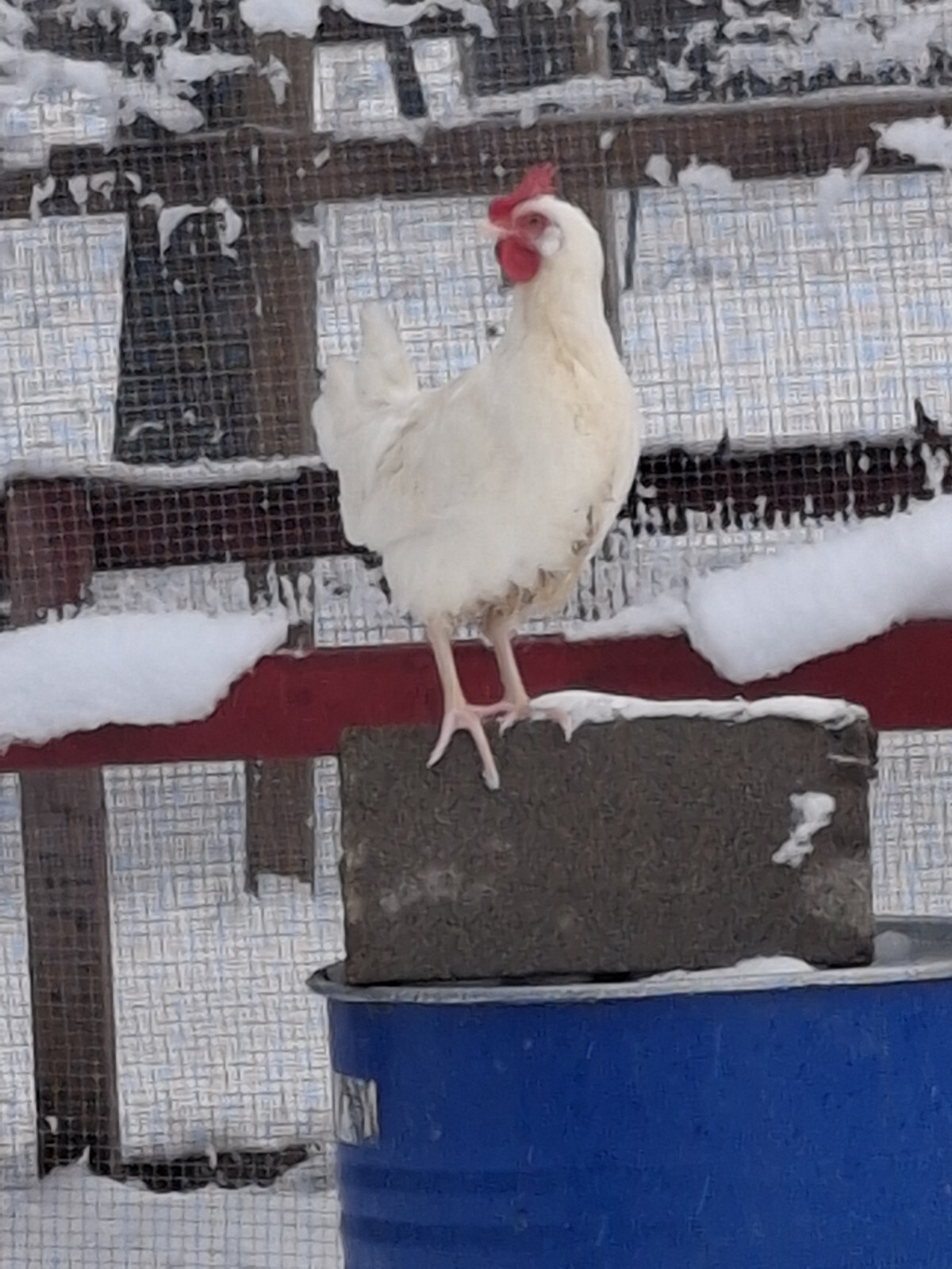 1 Dozen White Leghorns - Hatching Eggs