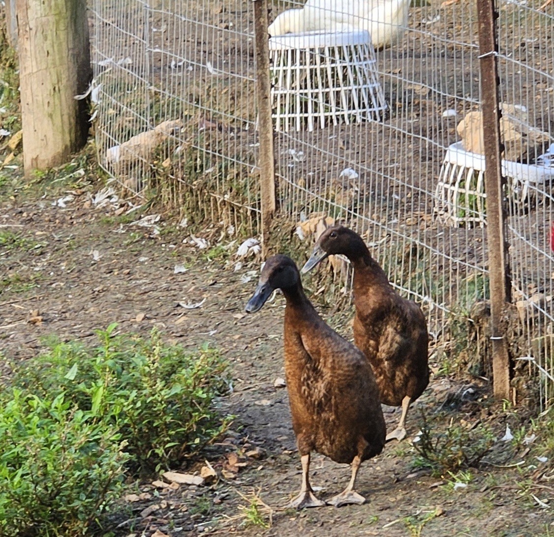 10+2 Chocolate Runner Duck Hatching Eggs