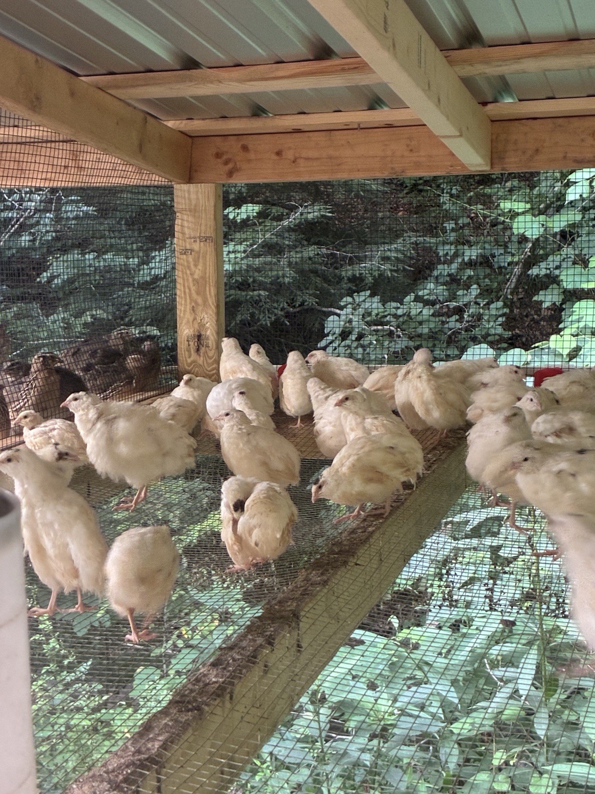 30+ Jumbo White / Texas A&M Coturnix Hatching Eggs
