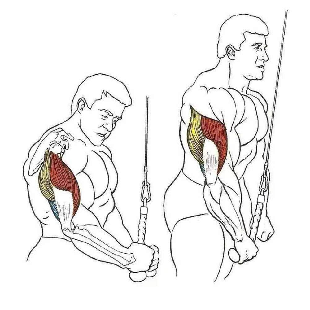 Pull Down Rope Single Grip Tricep Bicep Exercise Attachment for Cable Machine...