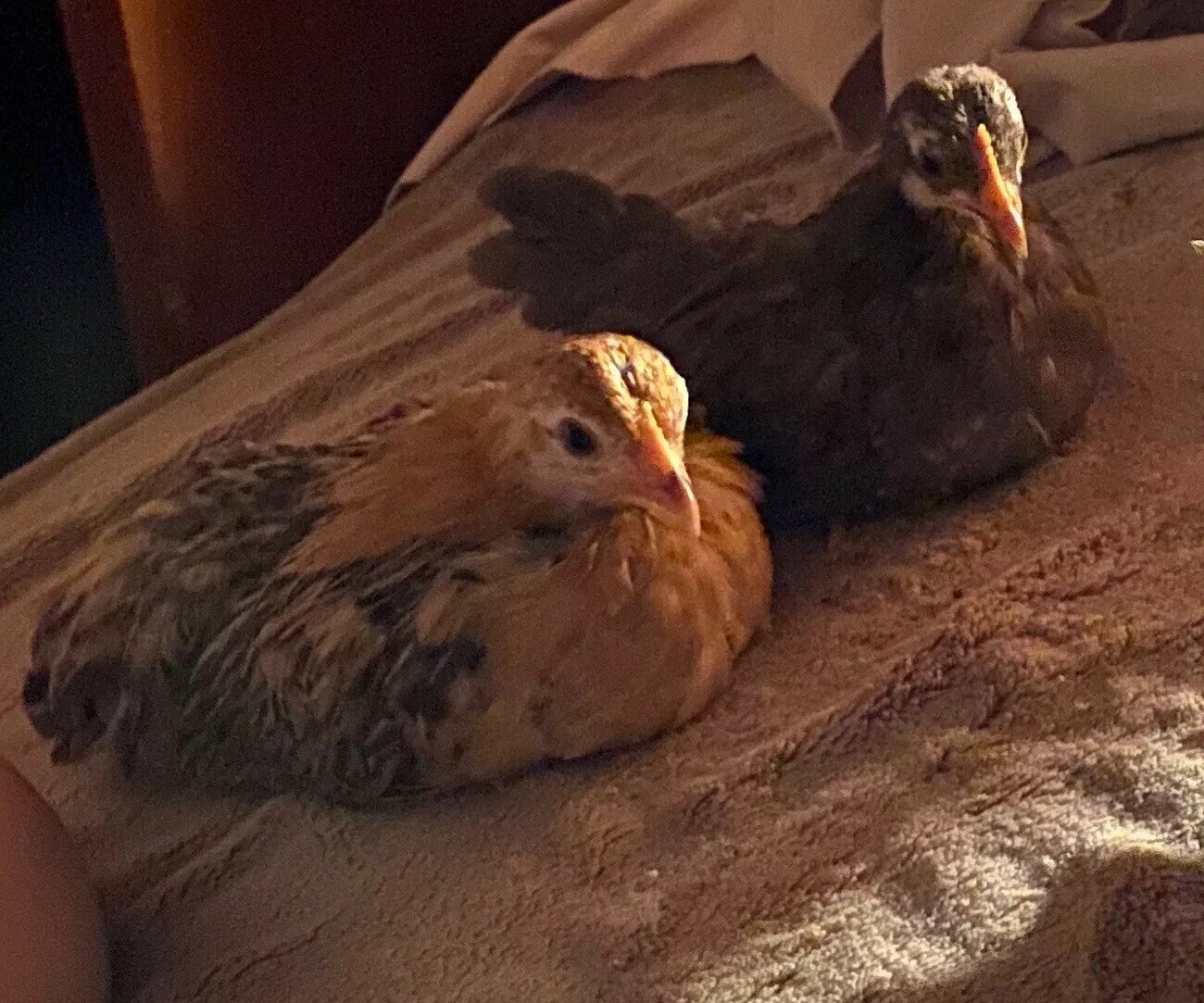 4+2 Extra🐣 💯 PURE Serama Hatching Eggs ❣ **assortment (Hen's Choice)***￼