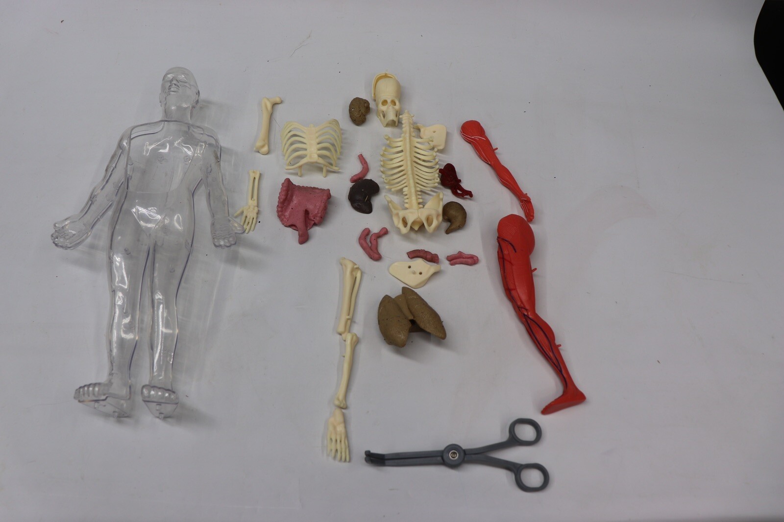 Human Body Educational Clear Plastic Anatomy Body 13" Tall Parts