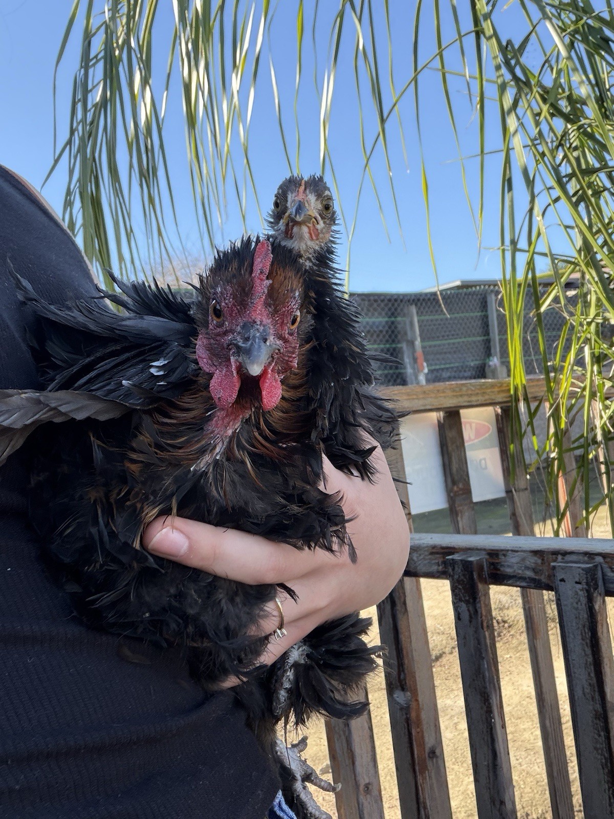 Bantam Cochin Hatching Eggs