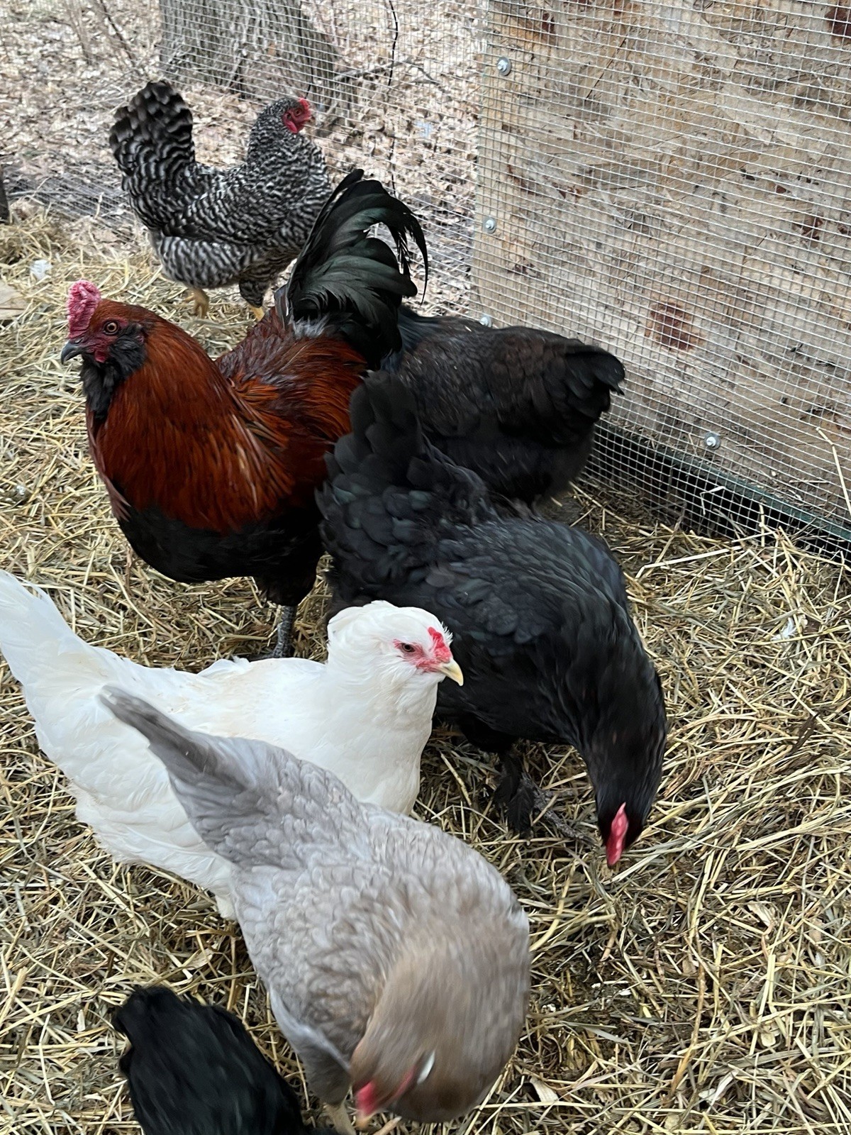16 + Hatching Eggs Sampler - Easter Egger, Marans, Wyandotte, Ameraucana
