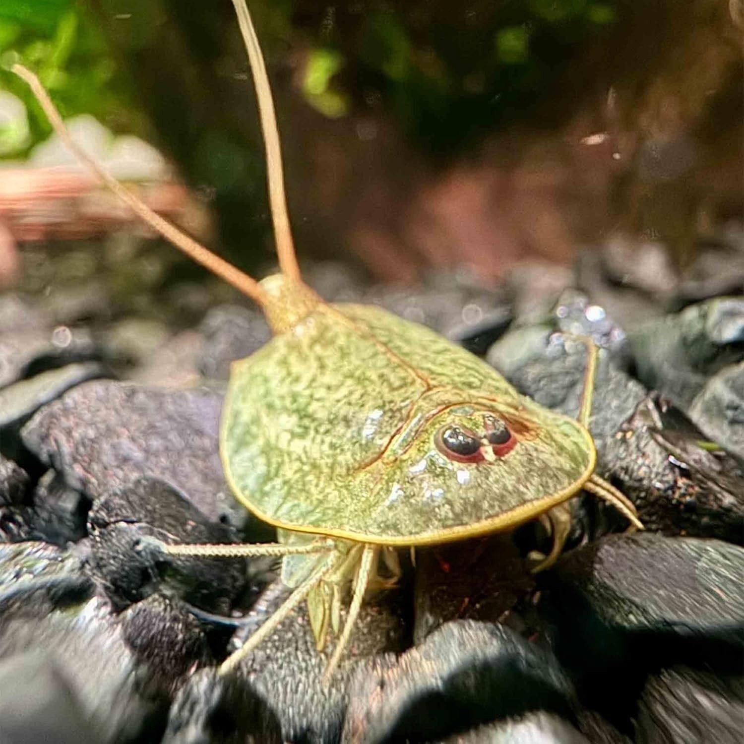 Triops Granarius Eggs for Hatching 200 Count Educational Science Project