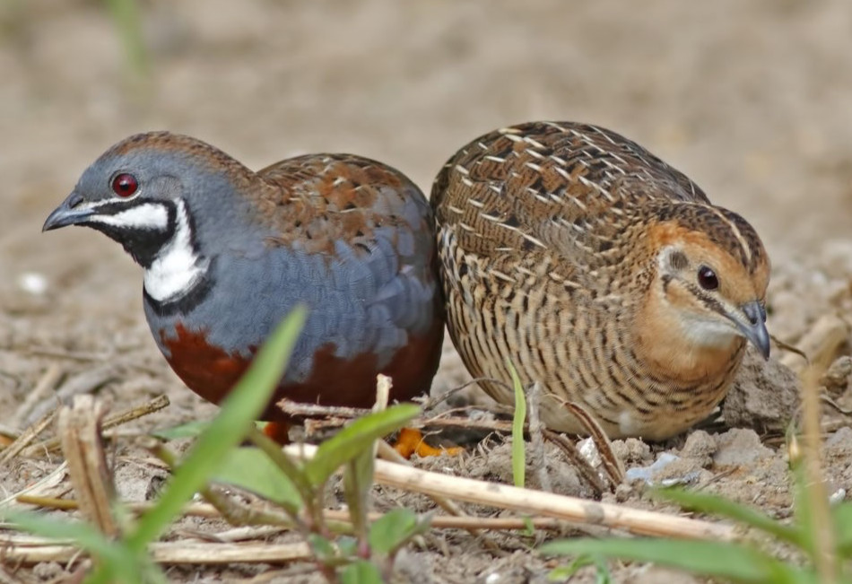 20 + 5 extra FREE BUTTON QUAIL EGGS 12+ varieties ships2 day FEDEX Carton Packed