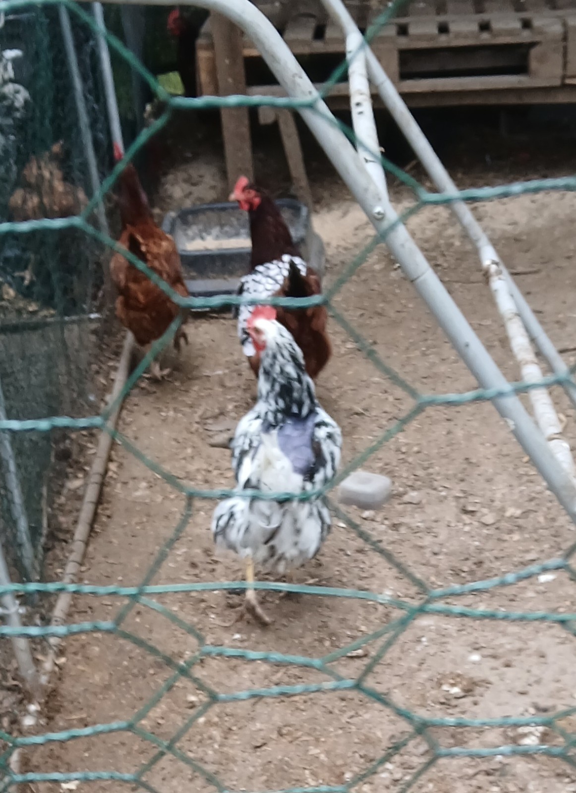 F1 North American Pita Pinta hatching eggs.