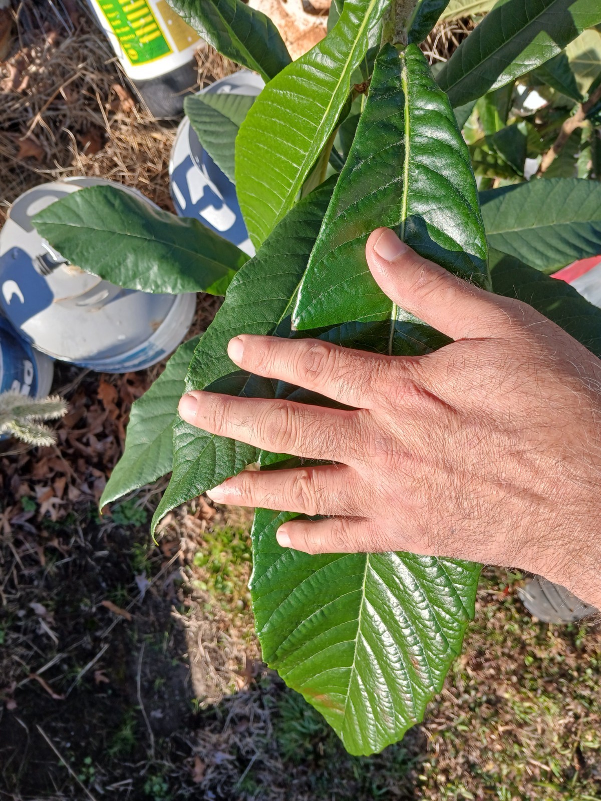 Big Jim Organic Loquat
