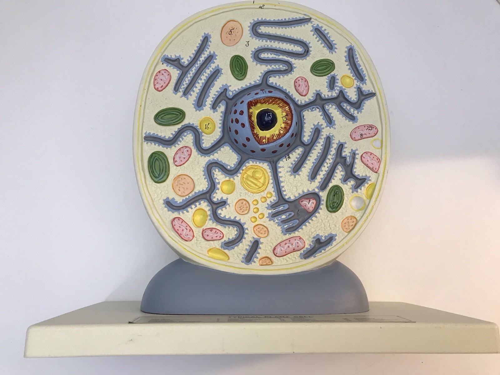 Eisco Labs Plant Cell Model Electron Microscope Structure Science Display Class