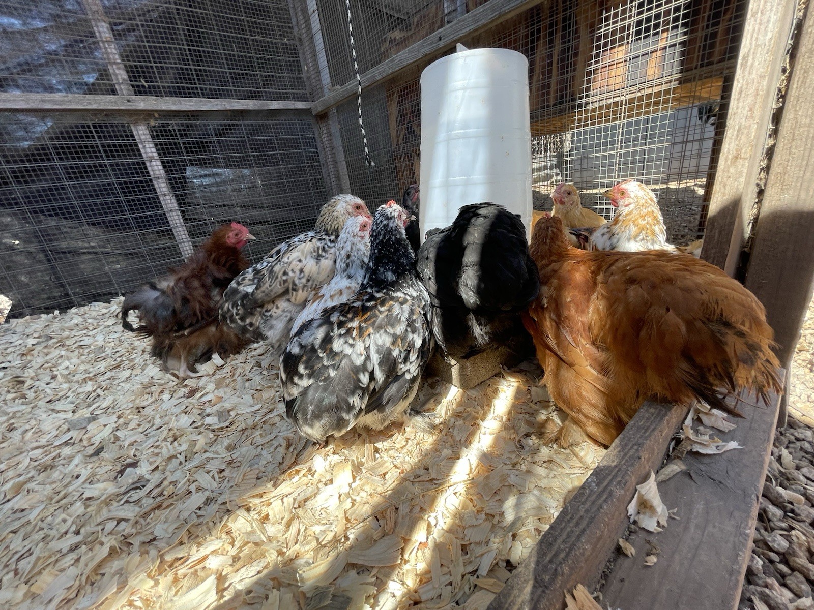 Bantam Cochin Hatching Eggs