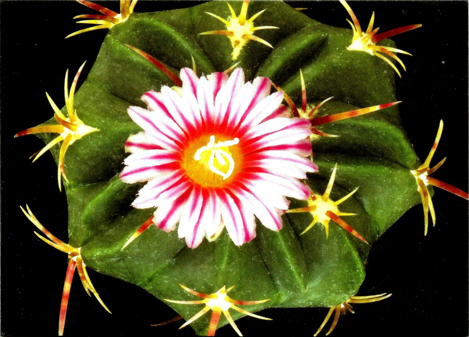 CACTUS, THELOCACTUS HETEROCHROMUS, NOTE CARD