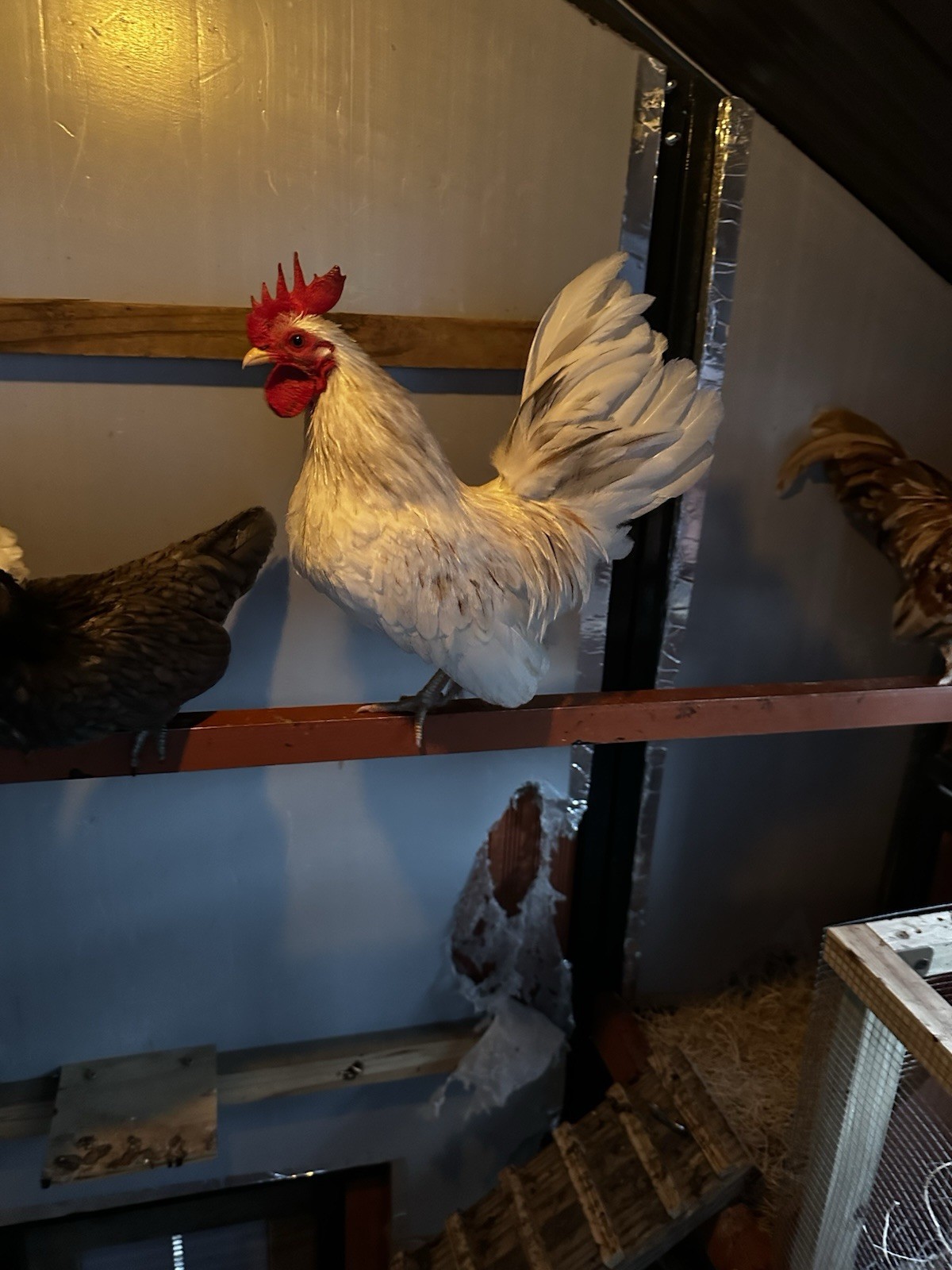 18 Show Quality Malaysian Serama Hatching Eggs
