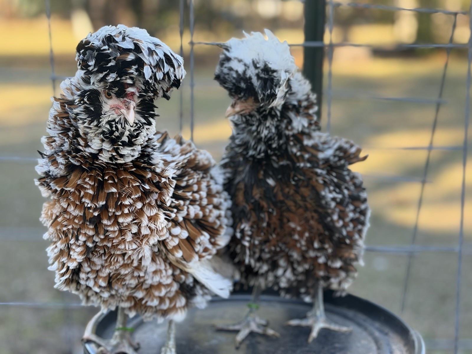 12+ Assorted Polish Hatching Eggs Tolbunt, Buff Laced, BBS