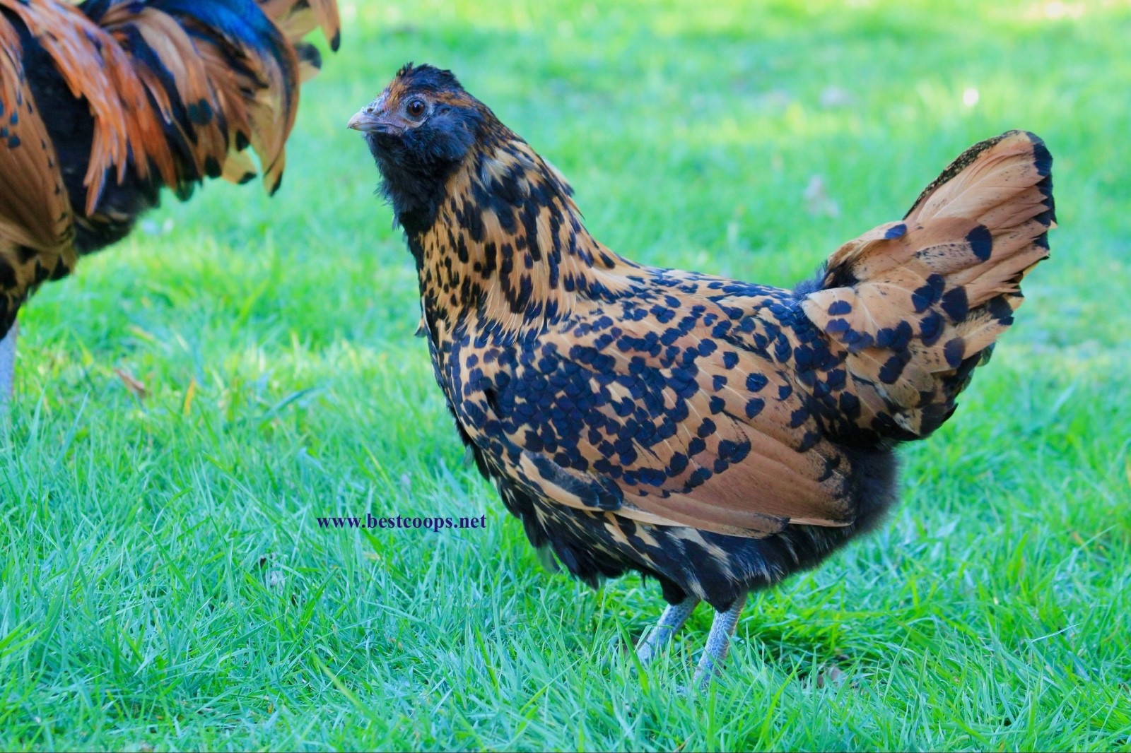 6+ Gold Owlbeard Fertile Chicken Hatching Eggs