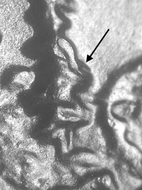 2005 P WDDR-145 Ch/Gem BU Uncirculated Minnesota Quarter Doubled Die Error