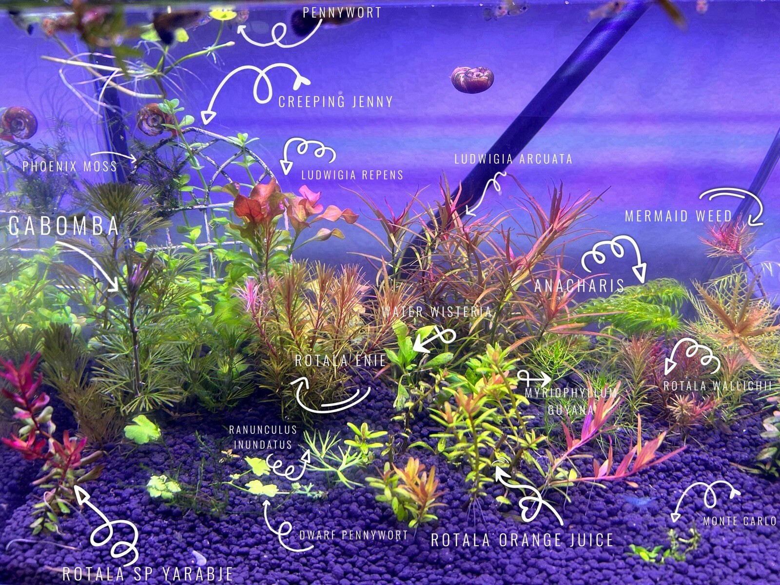 2 Bunches Monte Carlo Micranthemum carpet Low Tech aquarium (+Mystery Plant)