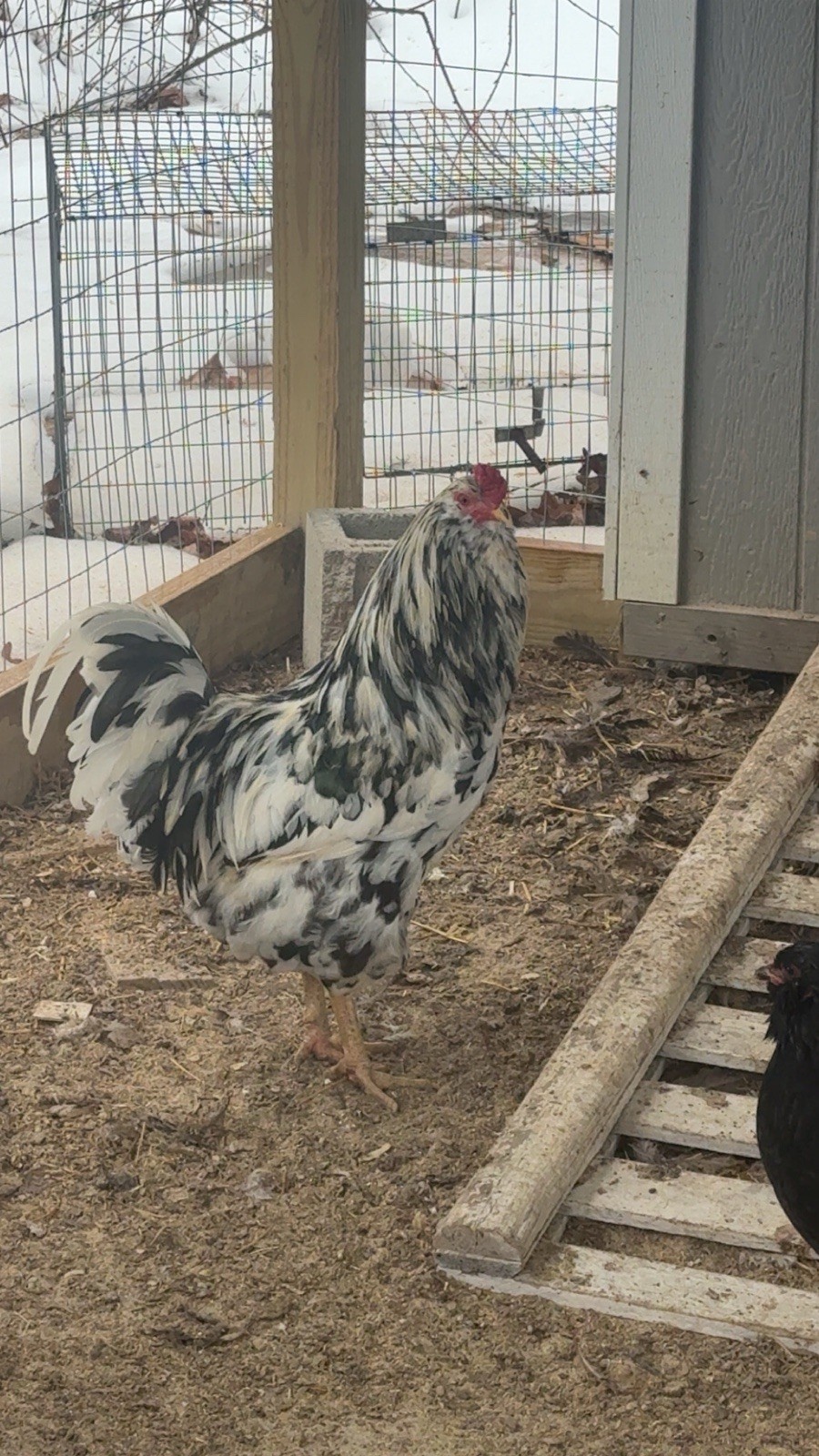 Ameraucana Hatching Eggs 6+