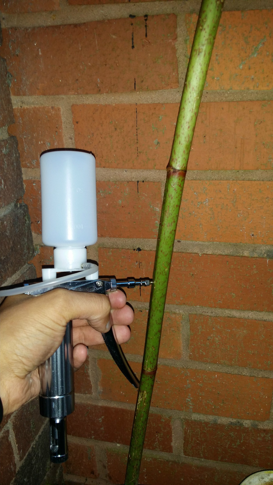 2026 Japanese knotweed stem injector  Injection, with  14 needles