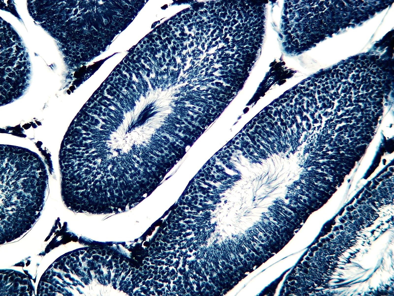 Histological Microscope Slide Preparations (100) - Zoological and Botanical