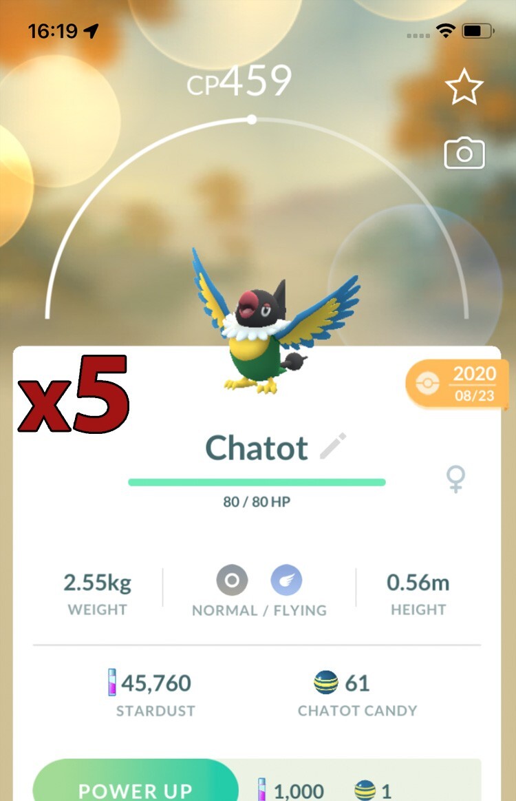 5x Chatot Pokemon Bundle !! Good Chance of Lucky and Good IVs !! Go