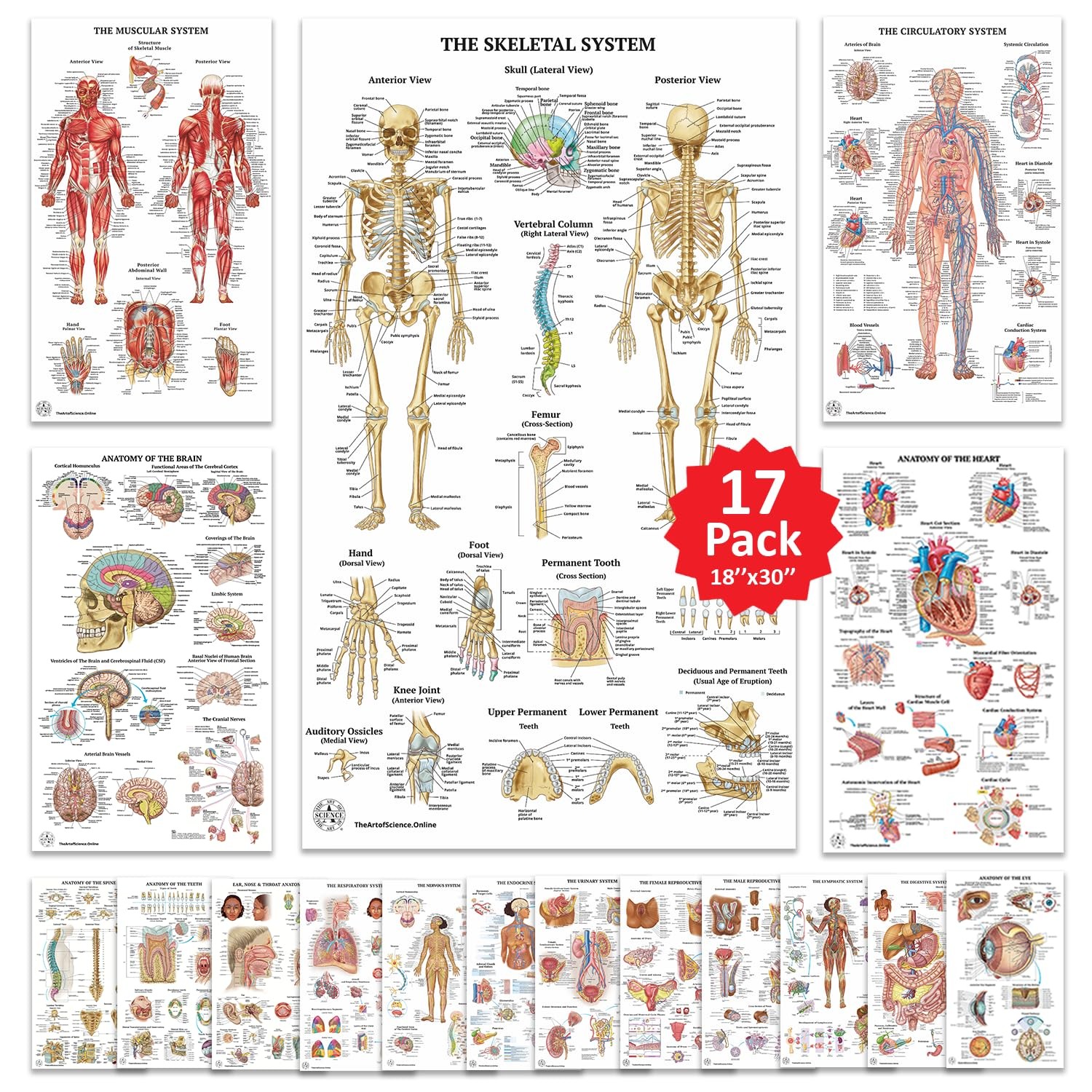 17 Human Anatomy Posters Medical Posters Circulatory Skeletal Male Reproductive