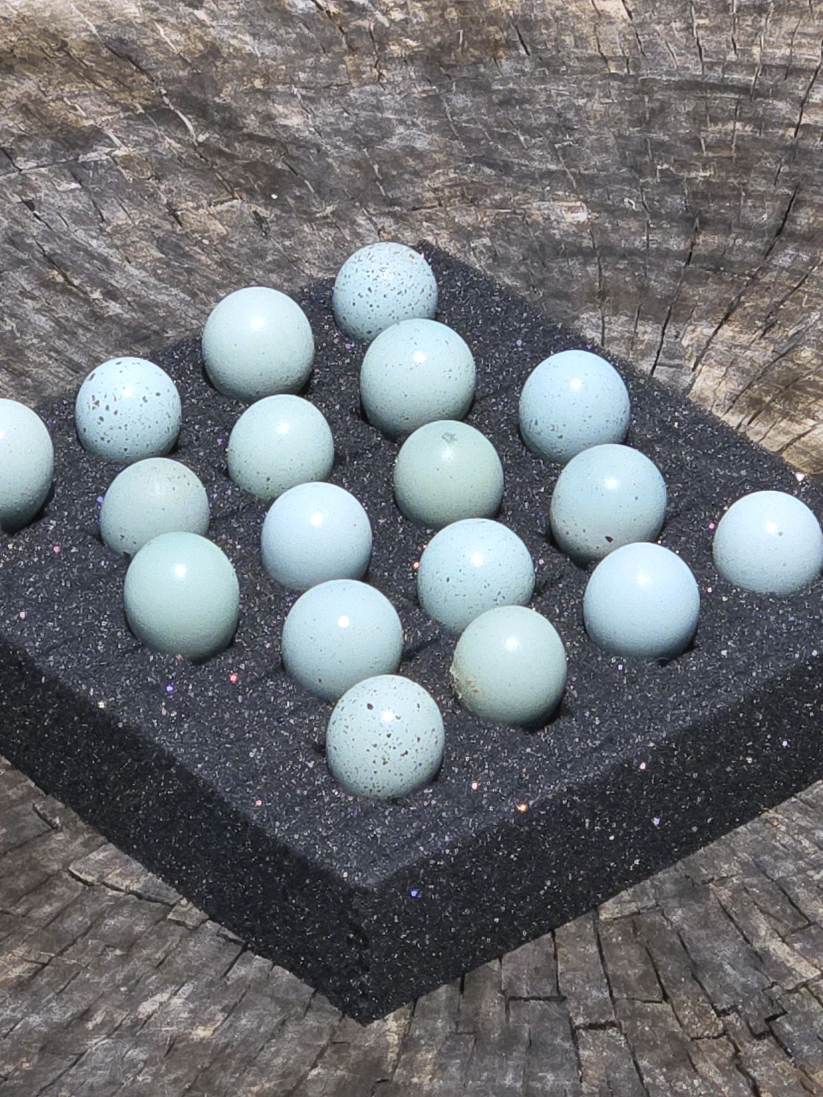 10+ Celadon Blue Coturnix Quail Hatching Eggs **100% TRUE BLUE**