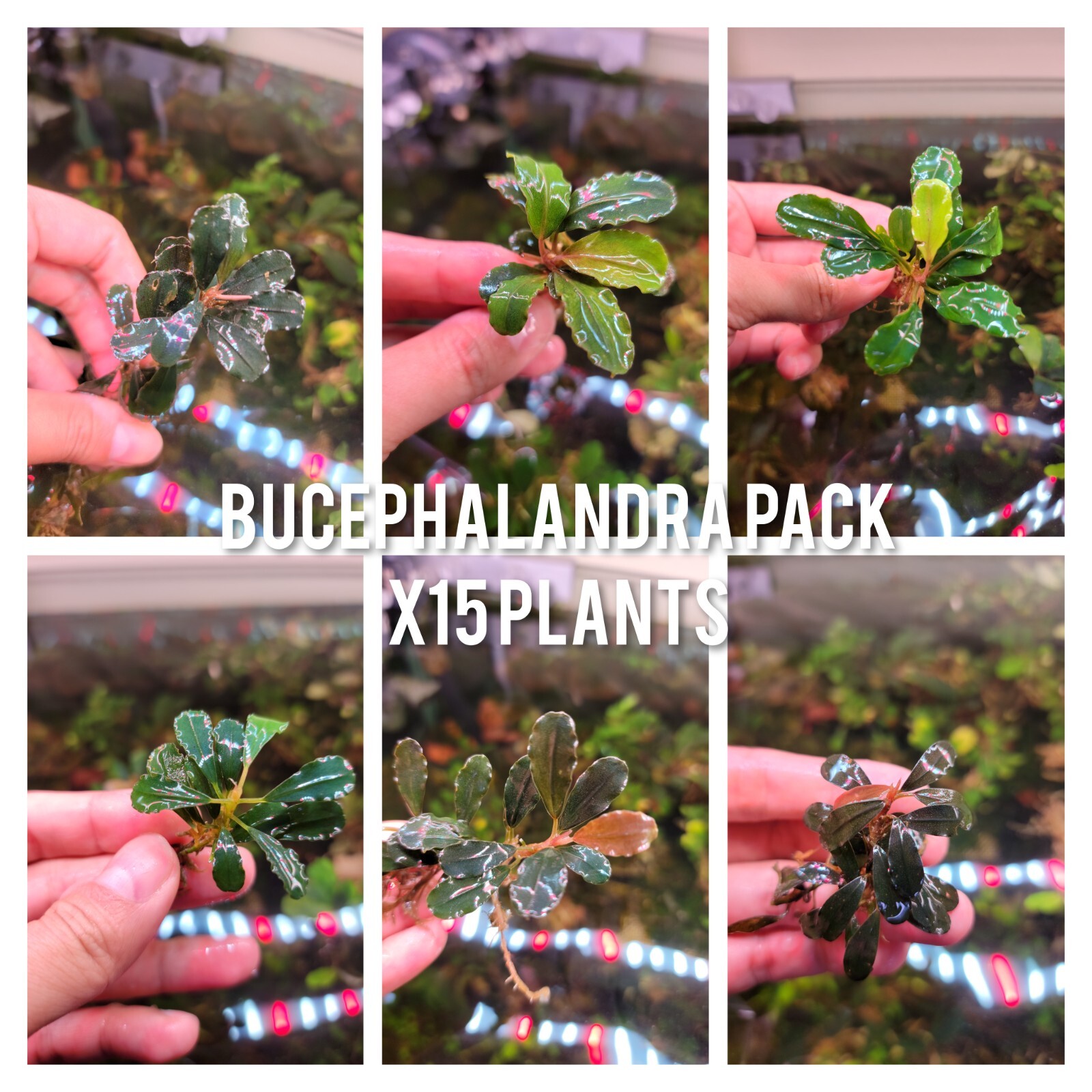 15 Random Bucephalandra Plants + Mystery Bonus - Rare Aquarium Plants
