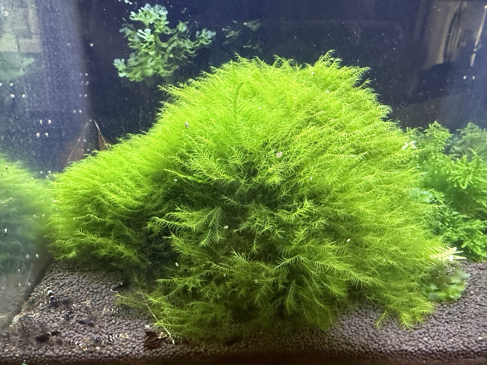 Fissidens Fontanus 3*3 Loose patch aquarium live plant Phoenix moss