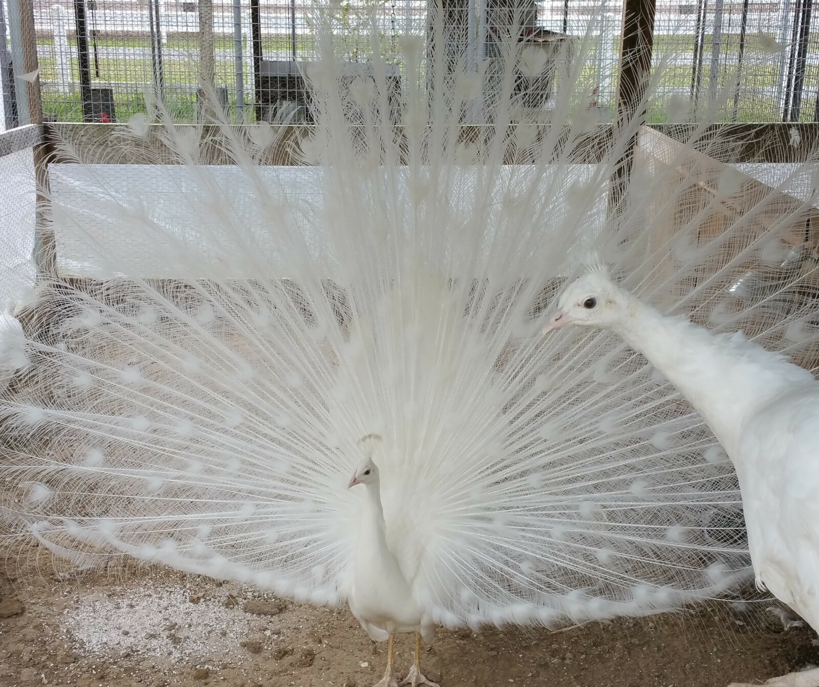 3 Pure White Peacock (Peafowl) Hatching Eggs Hens Laying NOW- Free UPS Ground