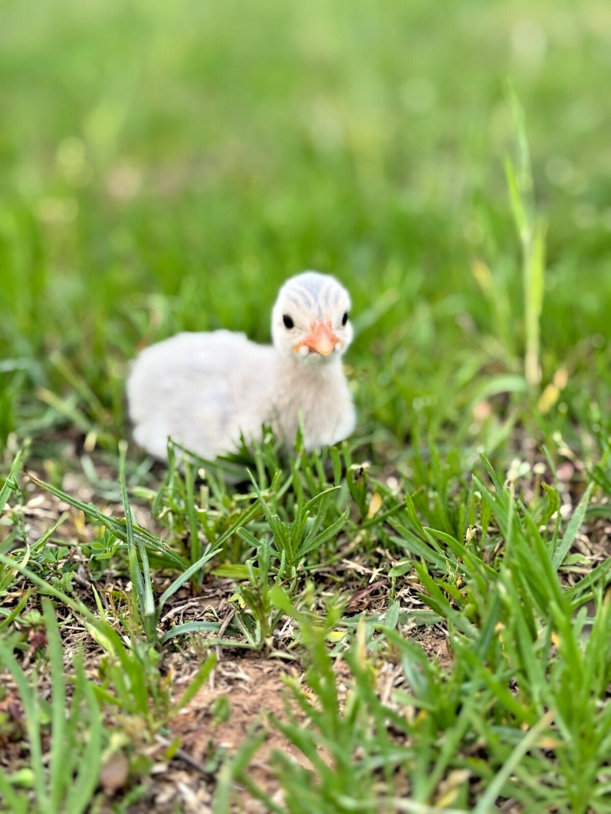 14 FRESH GUINEA FOWL HATCHING EGGS READY