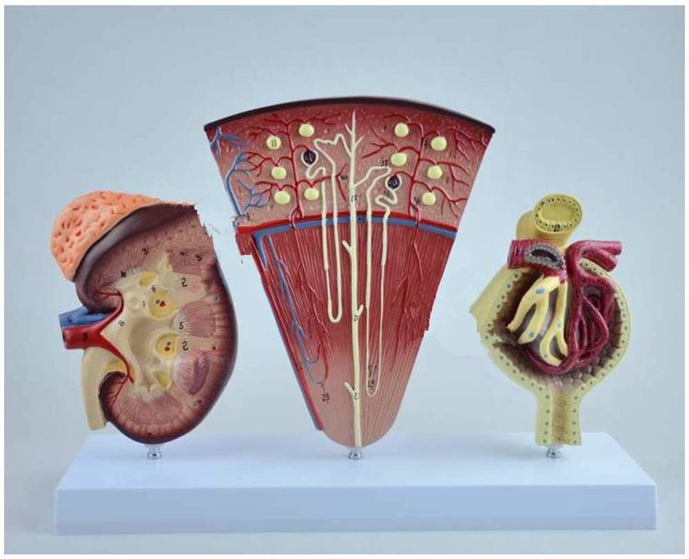 Human Anatomy Kidney Model Nephron Glomerular Urinary System Anatomical Model