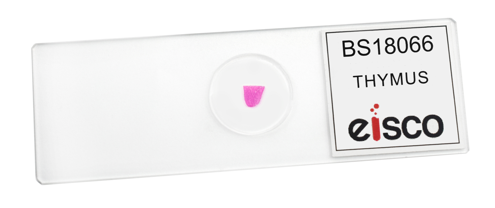 Thymus - Prepared Microscope Slide - 75x25mm - Eisco Labs