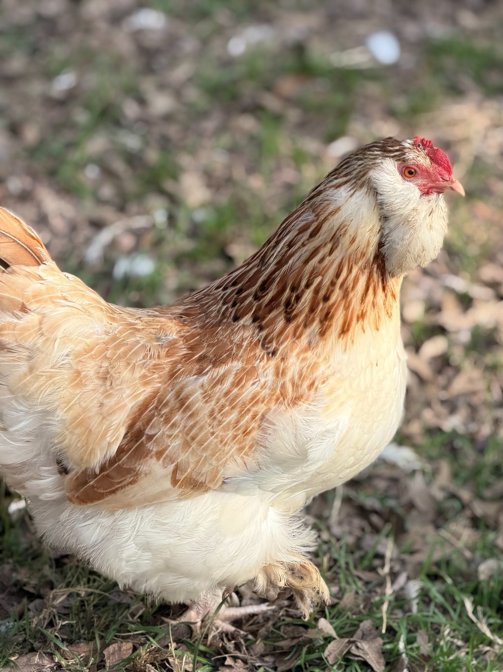 12 (+2 Extra) Easter - Olive Egger RAINBOW Chicken Hatching Eggs Mix Speckled