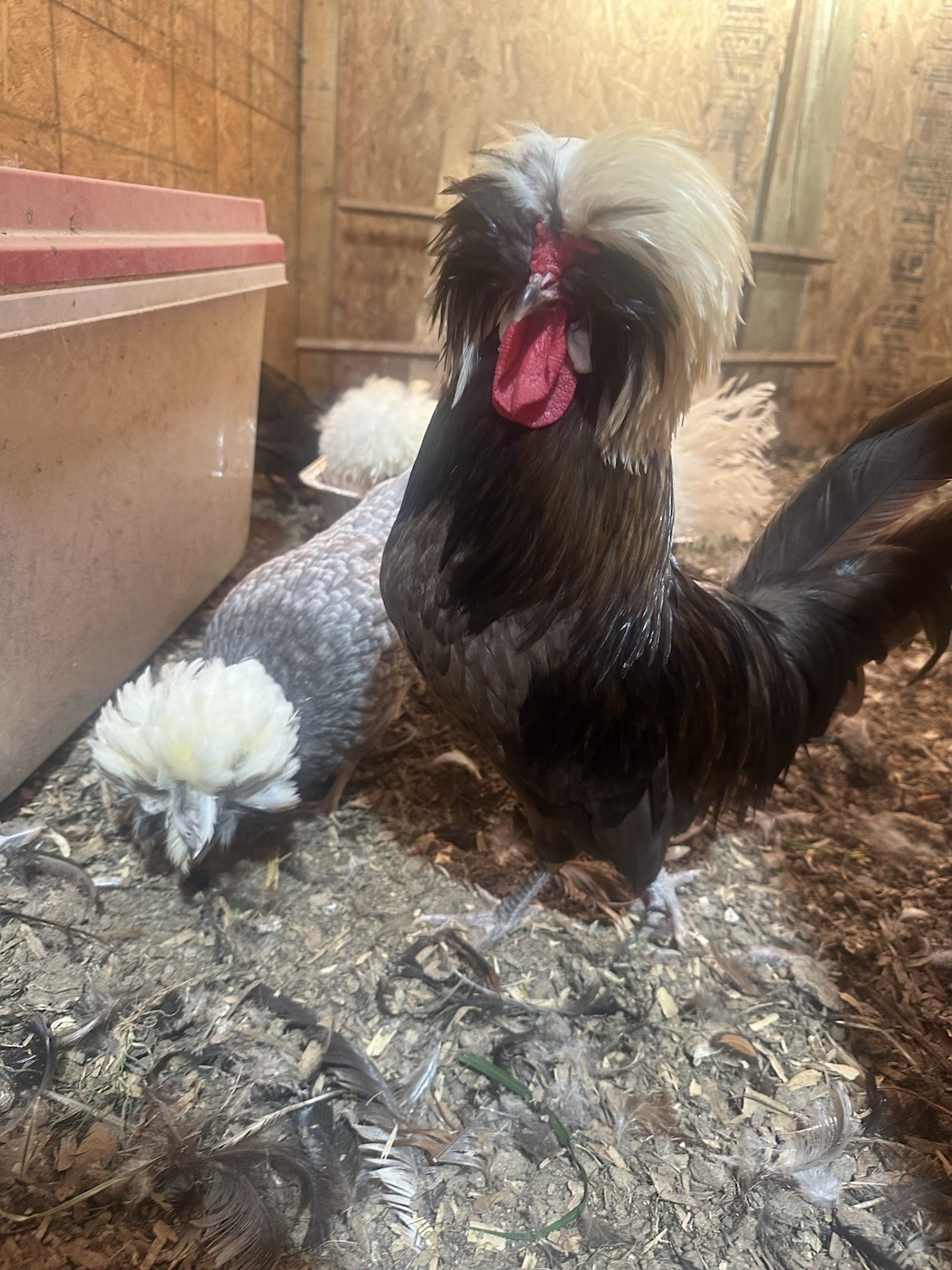 6 Bantam Polish Hatching Eggs (NPIP Certified)