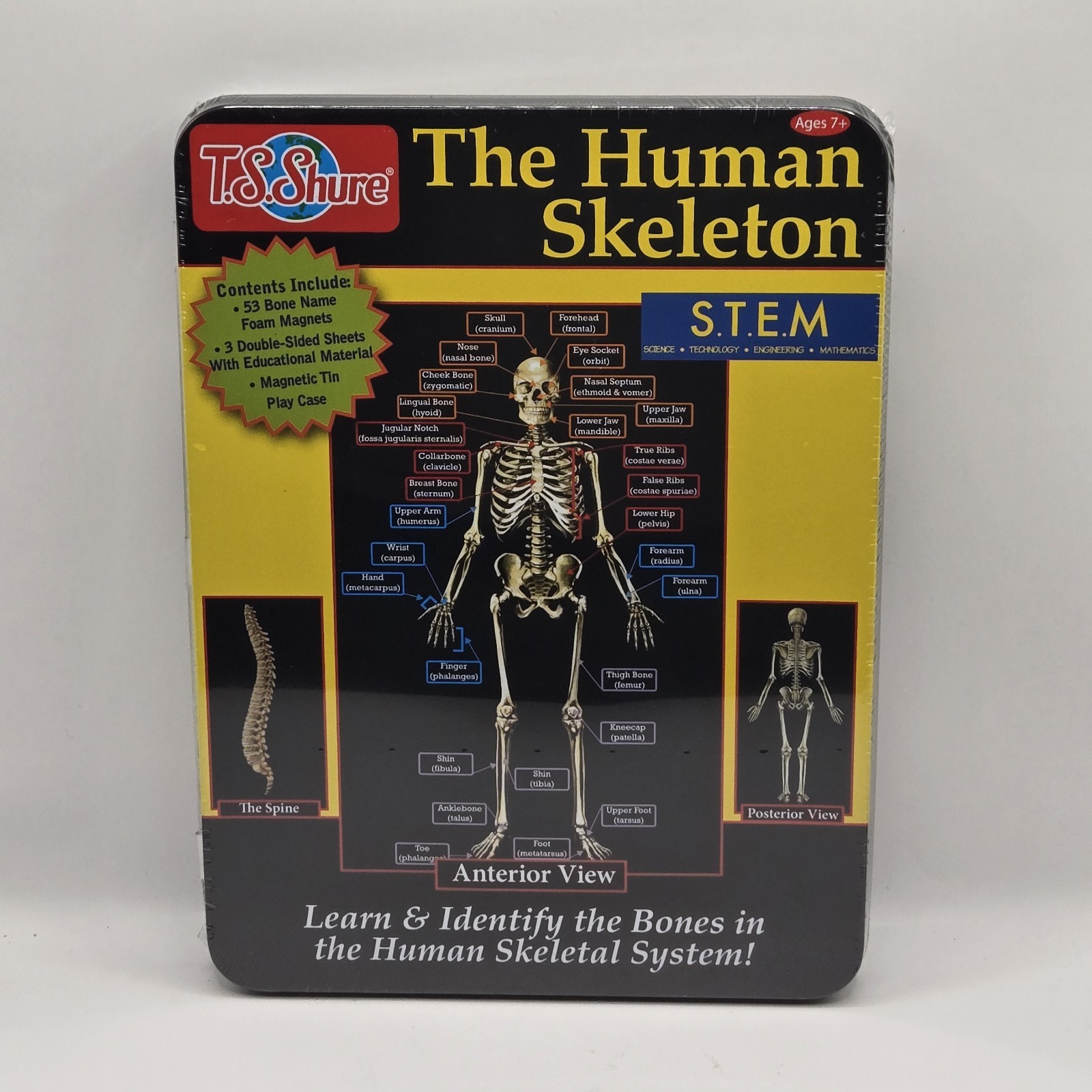 Homeschool Student Aid The Human Skeleton Magnets Bones STEM Kit T.S. Shure