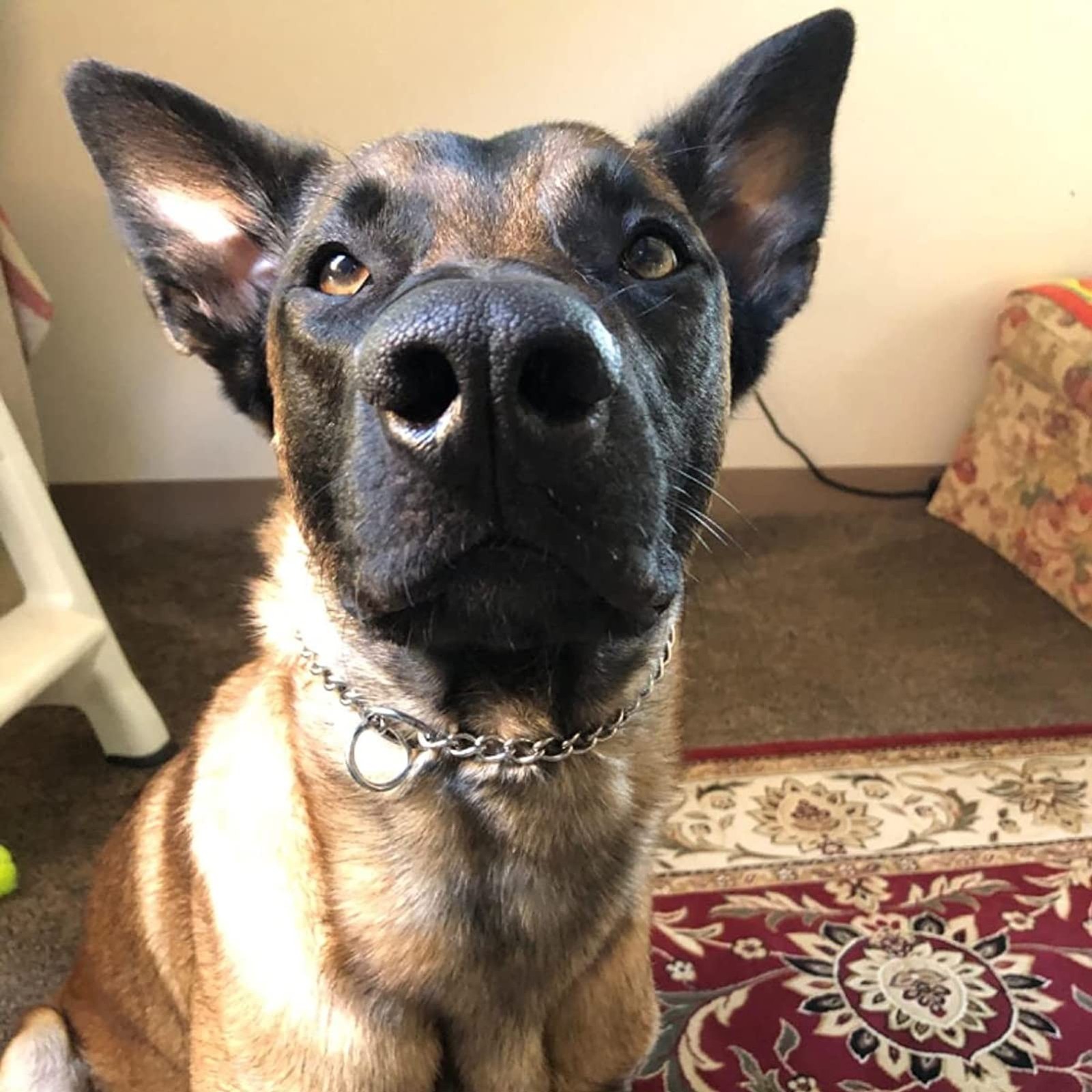 Chain Dog Training Choke Collar for Small Medium Large Dogs