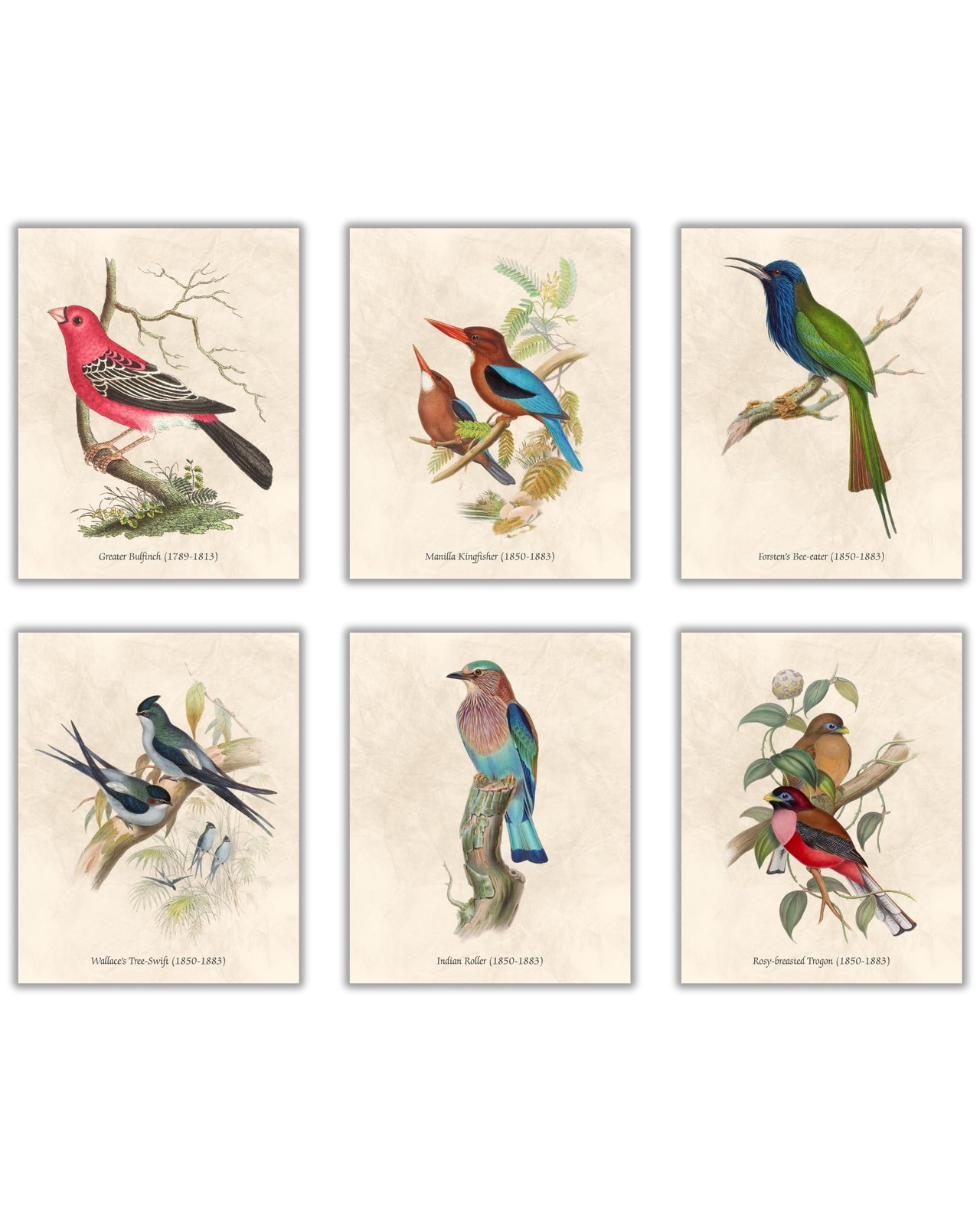Nilem Design Vintage Bird Wall Art – Set of 6 8 x 10 inches, Colourful