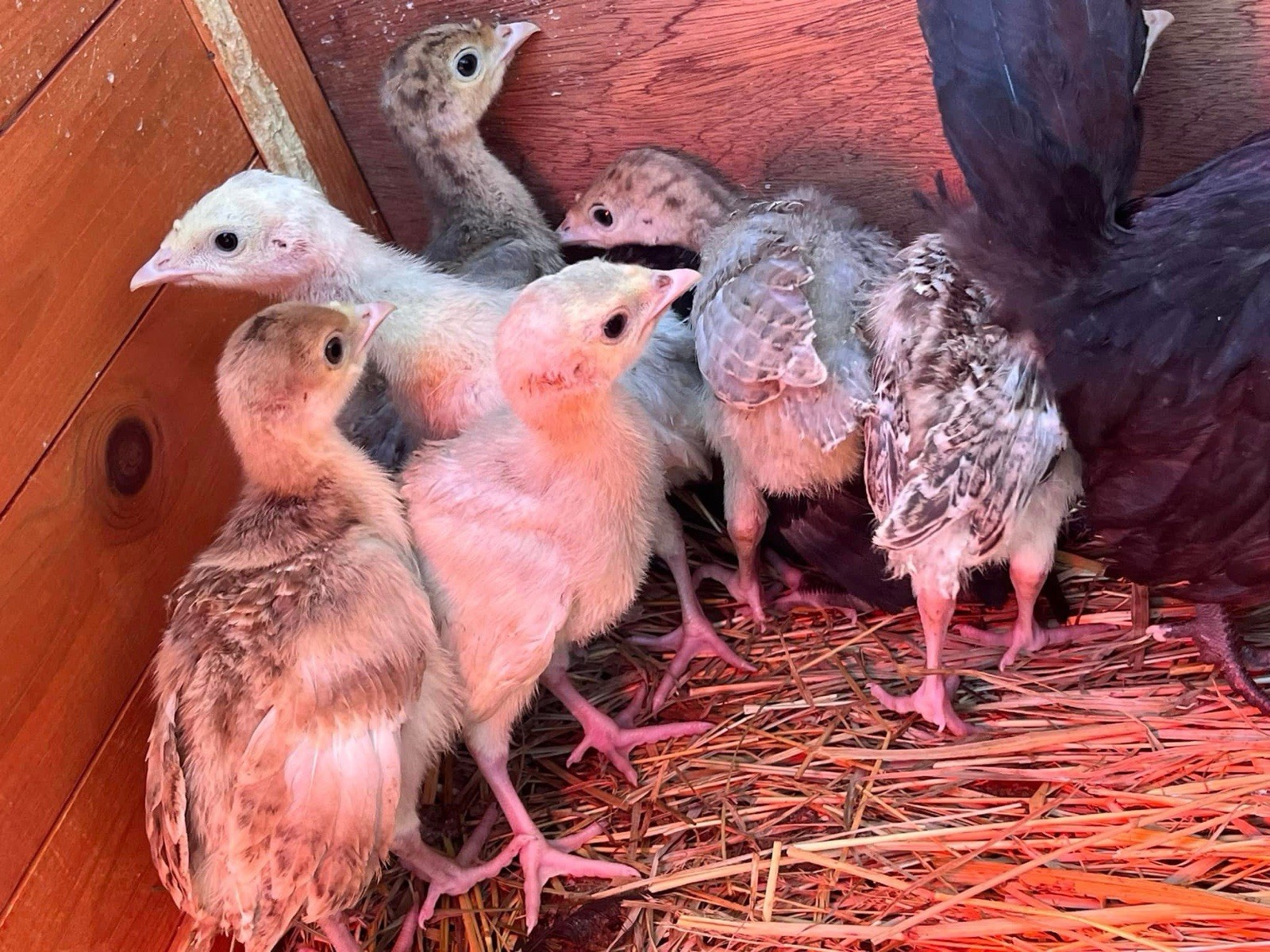 1doz.++ Assorted Species Fertile Hatching Eggs Turkey/chicken/duck